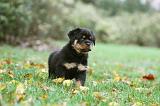 ROTTWEILER 349